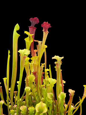 Sarracenia ‘The Kracken’ x  flava ornata  Wilkerson Bog Fl. Stunning yellow And Oranges! 