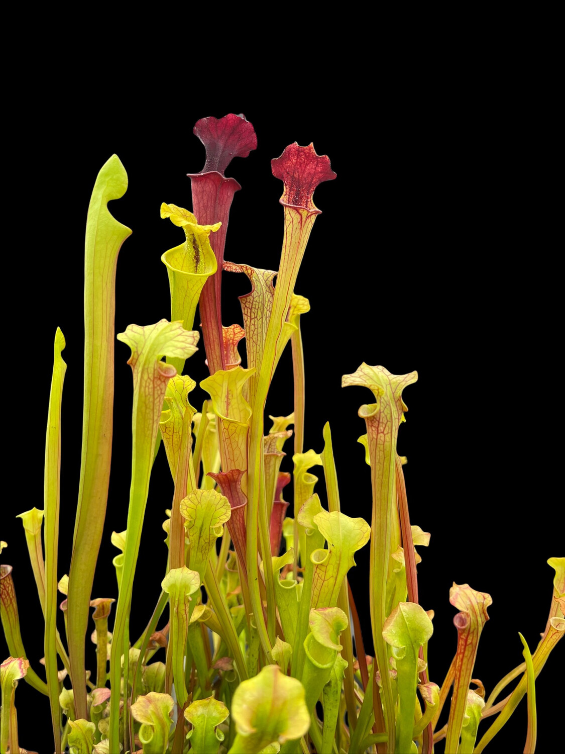 Sarracenia ‘The Kracken’ x  flava ornata  Wilkerson Bog Fl. Stunning yellow And Oranges! 