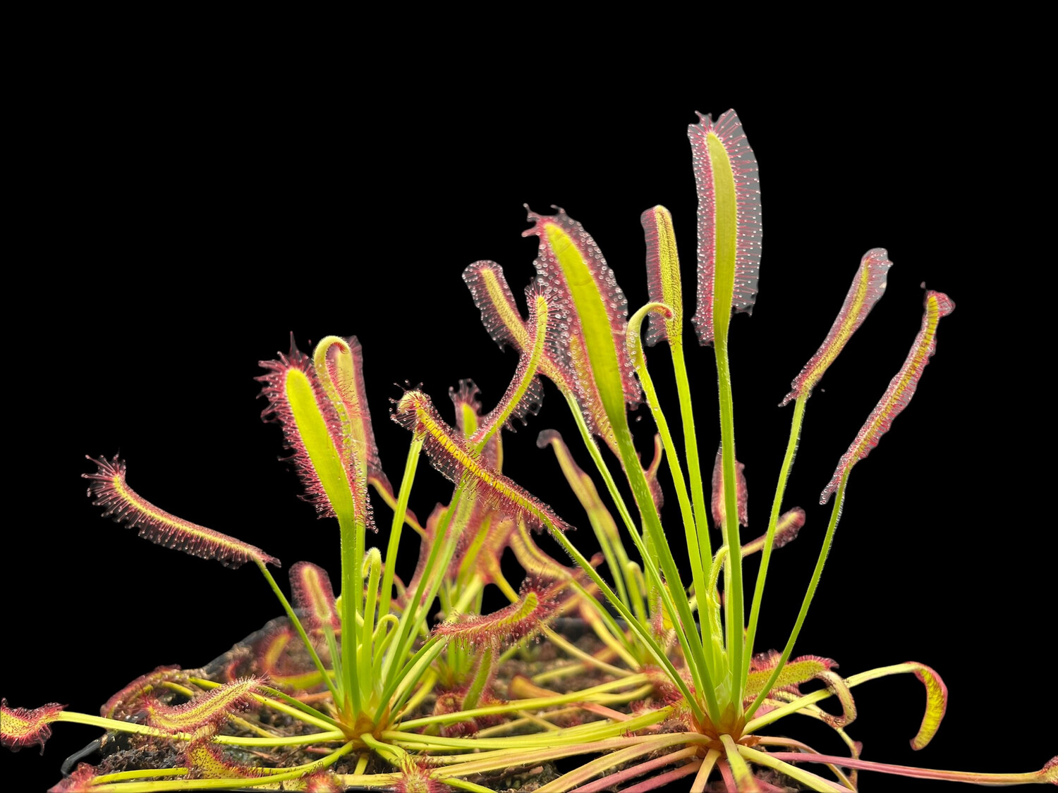 Drosera capensis "Montaga Pass " Cape Sundew 