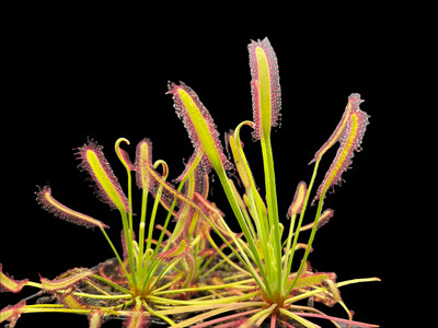 Drosera capensis &quot;Montaga Pass &quot; Cape Sundew 