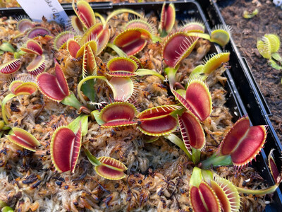 Dionaea muscipula  “G16 Slacks Giant” Venus Flytrap (small)