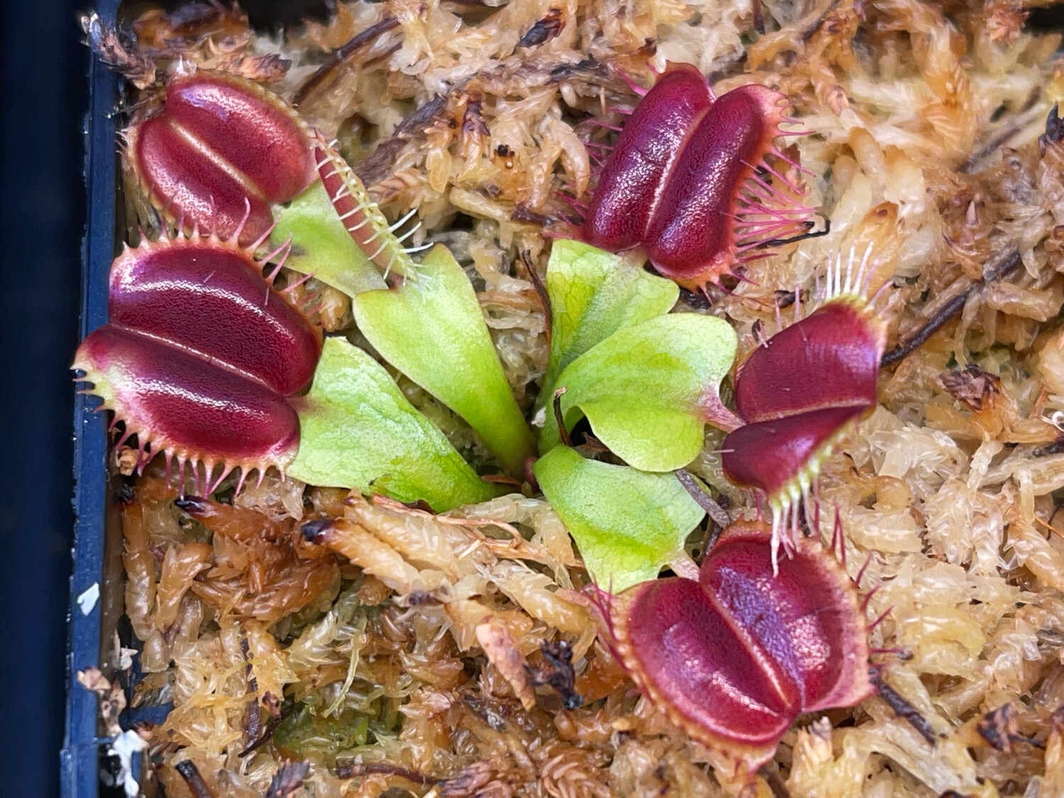 Dionaea muscipula ‘Red Blade Angel Wings’ Venus Flytrap (small)