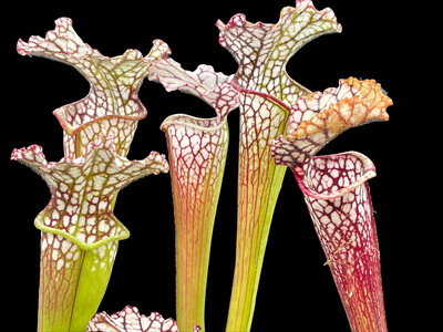 Sarracenia leucophylla L22MK x L63MK (Large and vigorous)