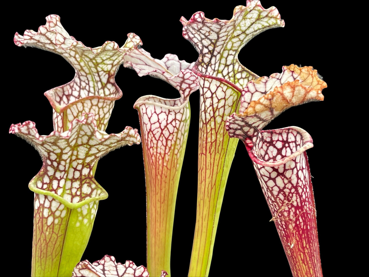 Sarracenia leucophylla L22MK x L63MK (Large and vigorous)