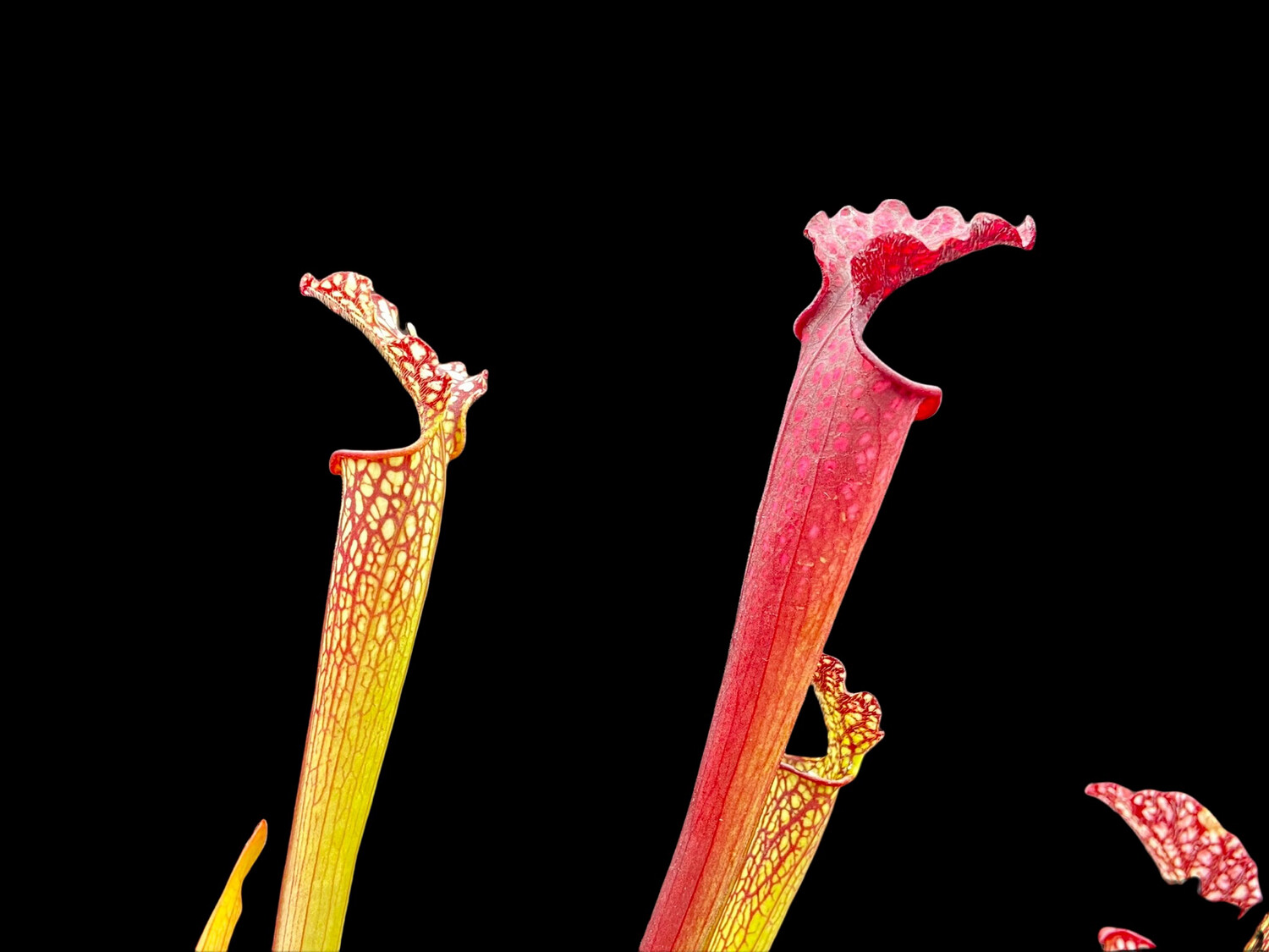Sarracenia “ Reptilian Rose” x “ Saurus ”