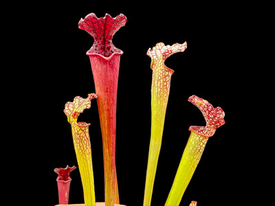 Sarracenia “ Reptilian Rose” x “ Saurus ”
