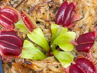 Dionaea muscipula ‘Red Blade Angel Wings’ Venus Flytrap (small)