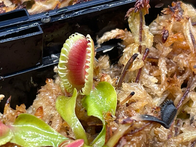 Dionaea muscipula “Galaxy” Venus Flytrap (small)