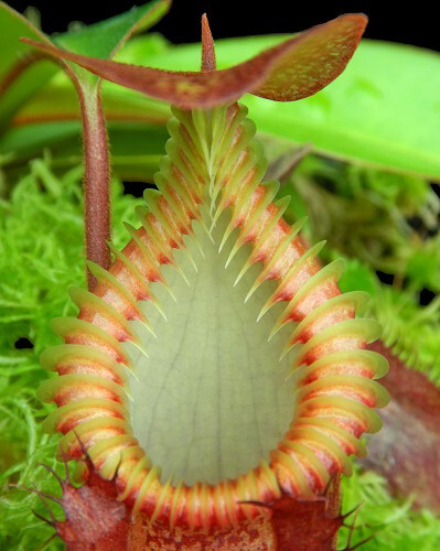 Nepenthes villosa X hamata