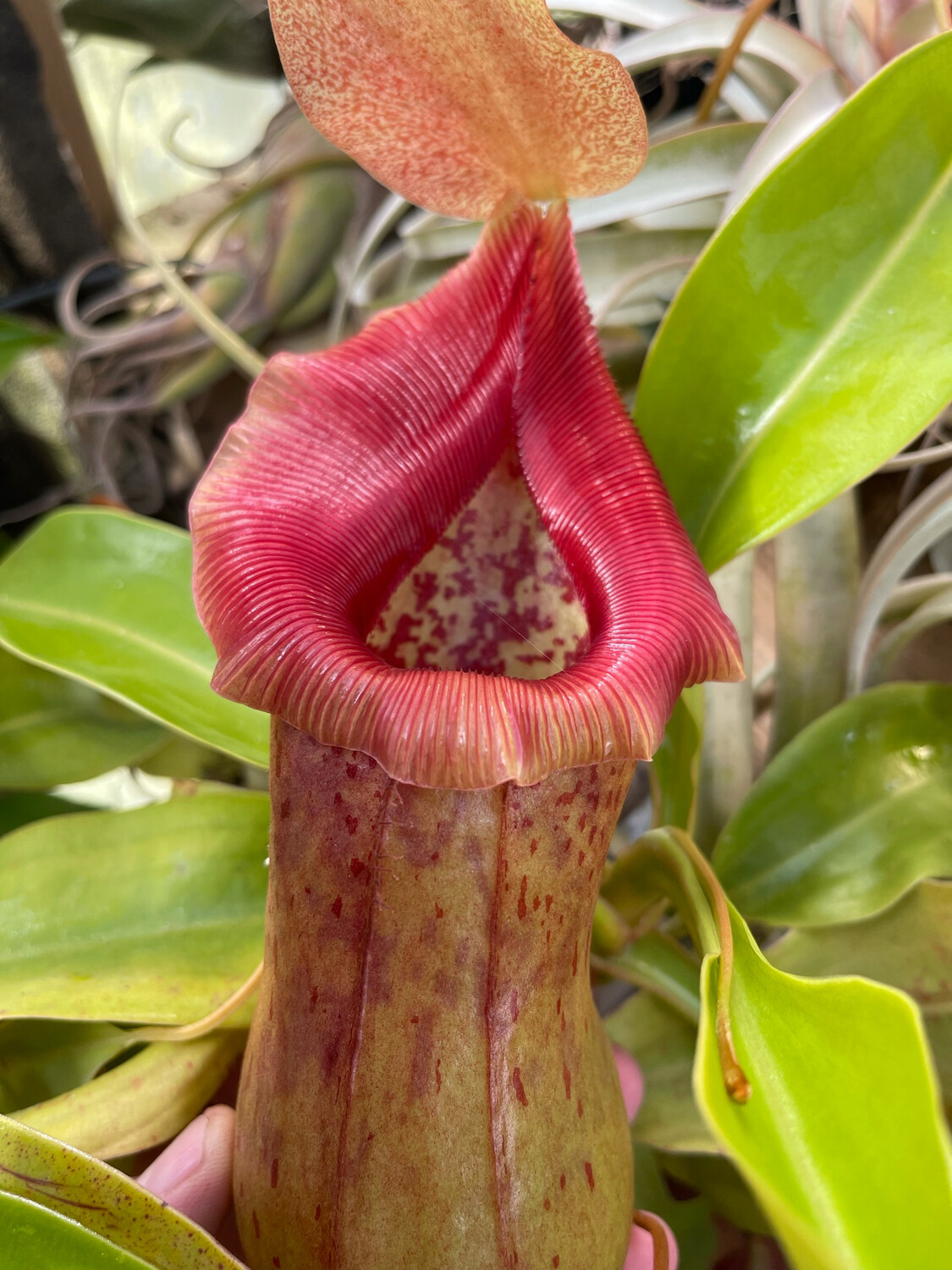 Nepenthes ventricosa X robcantleyi BE-3923