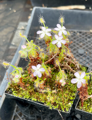 Drosera scorpioides Pygmy Sundew 3+ Plants