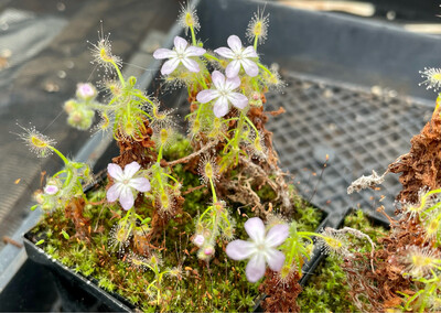 Drosera scorpioides Pygmy Sundew 2+ Plants