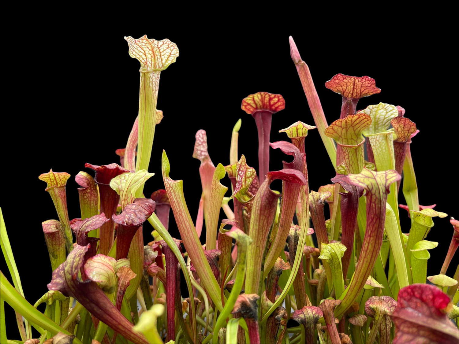 Sarracenia (Wrigleyana “Giant ” x minor) X “ Red Sumatra” - Very Colourful!!