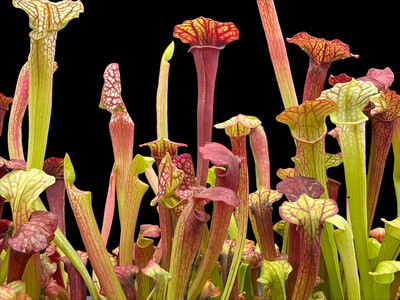 Sarracenia (Wrigleyana “Giant ” x minor) X “ Red Sumatra” - Very Colourful!!