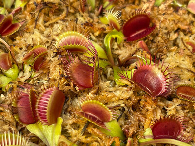 Dionaea muscipula “BCP Titanium” Venus Flytrap (small)