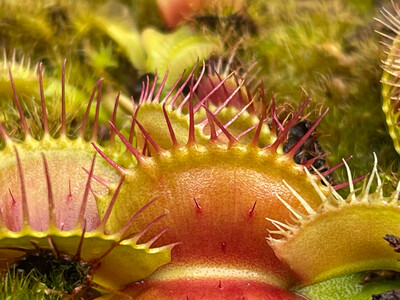 Dionaea muscipula ‘Cross Teeth’ Venus Flytrap (small)