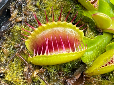 Dionaea muscipula ‘Cross Teeth’ Venus Flytrap (small)
