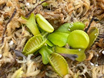 Dionaea muscipula “Rabbit Teeth” Venus Flytrap (small)