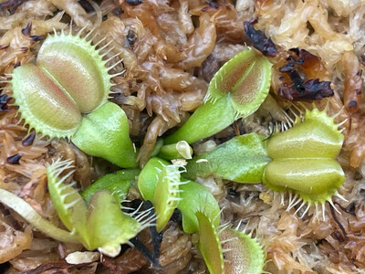 Dionaea muscipula  “Moon Trap” Venus Flytrap (small)