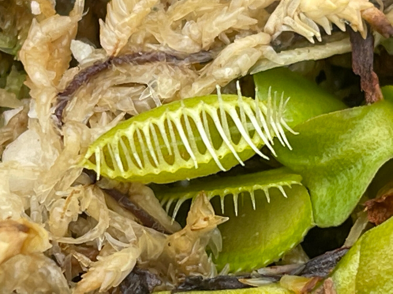 Dionaea muscipula  “Rabbit Teeth” Venus Flytrap (small)