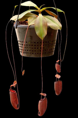 Nepenthes palawanensis - BE-3651