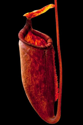 Nepenthes palawanensis - BE-3651