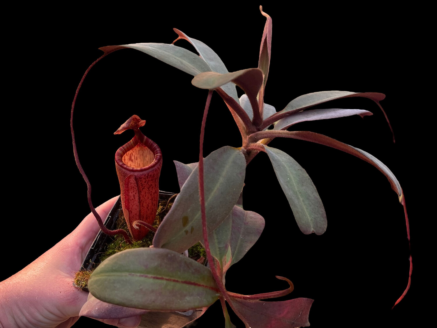 Nepenthes peltata BE -4025