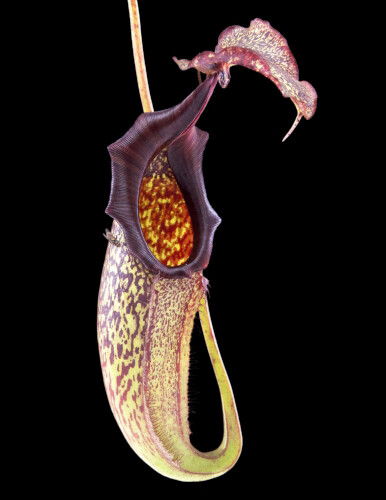 Nepenthes maxima - Lumut BE-3067