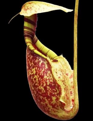 Nepenthes rafflesiana BE- 3722