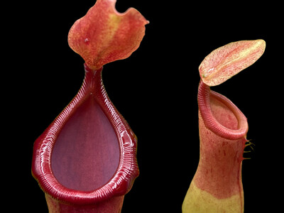Nepenthes X Ventrata