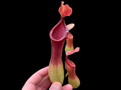 Nepenthes X Ventrata