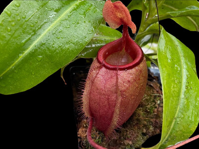 Nepenthes mira
