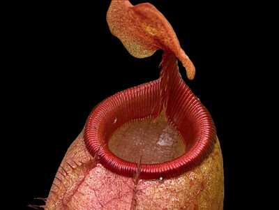 Nepenthes mira