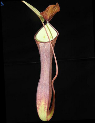 Nepenthes ramispina x reinwardtiana - Medium (From cuttings) 