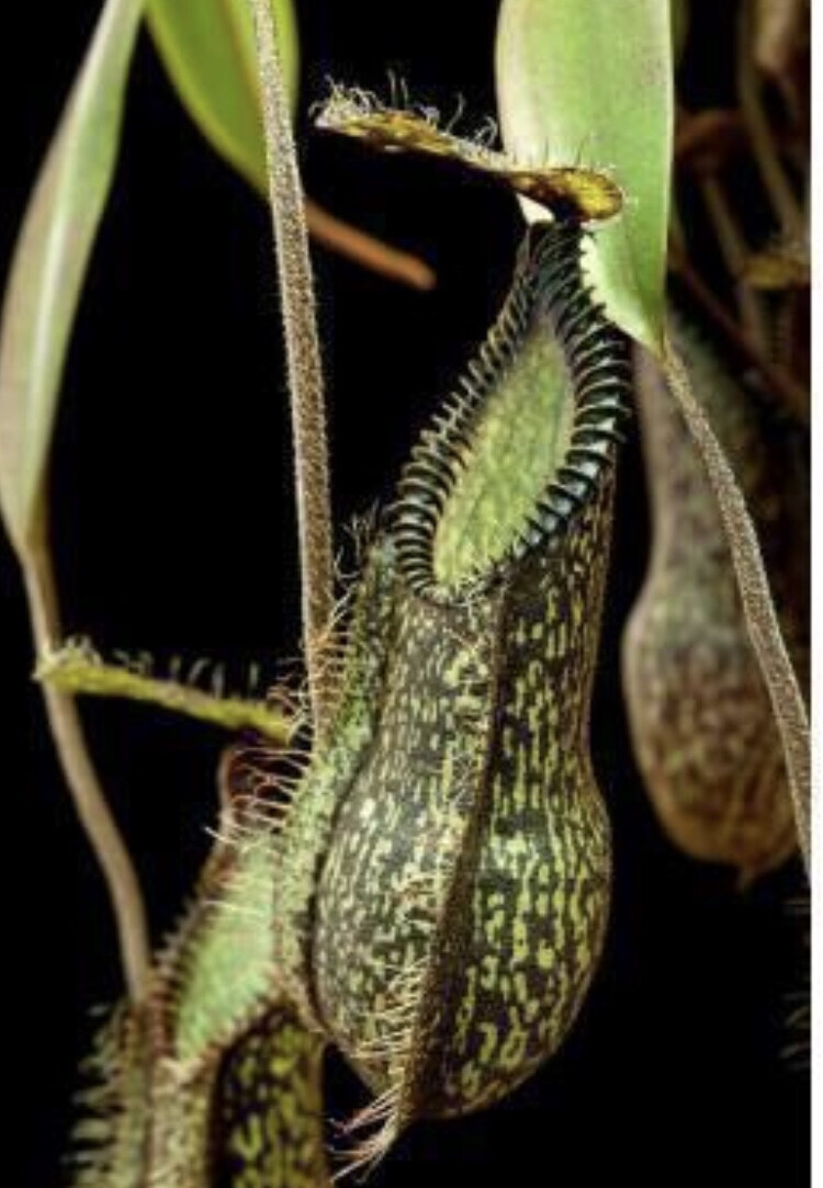 Nepenthes hamata ‘ Gng. Tambusisi’ BE-3975 (Small) 