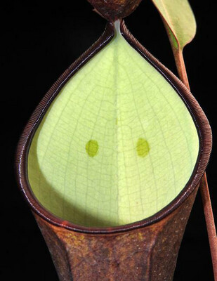 Nepenthes ramispina x reinwardtiana - Medium (From cuttings) 