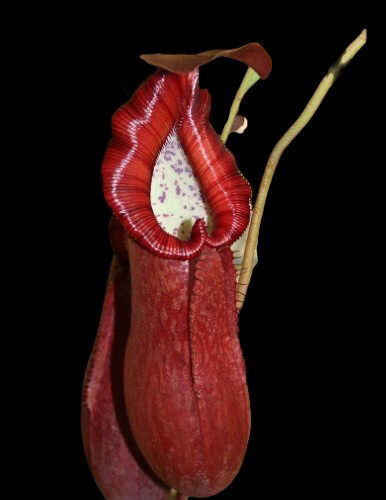 Nepenthes petiolata BE-3135