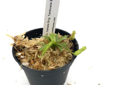 Nepenthes hamata ‘ Gng. Tambusisi’ BE-3975 (X-small)