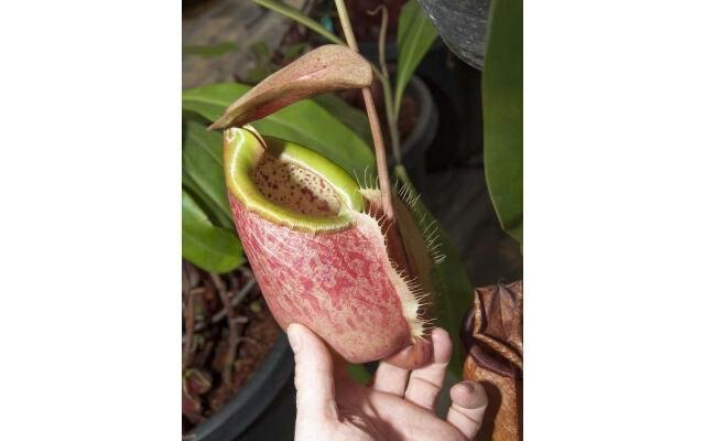 Nepenthes merrilliana BE-3727 -Limited! 