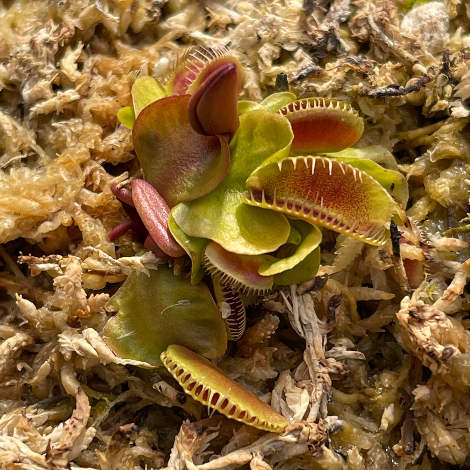Dionaea muscipula  ‘Jaws Smiley’  Venus Flytrap (small)