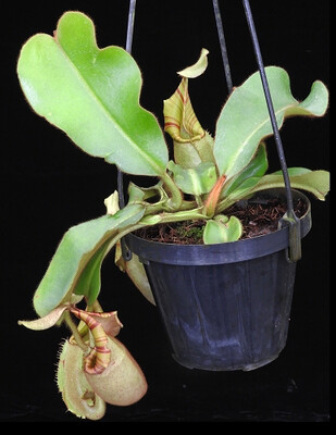 Nepenthes veitchii "Bario Squat - Candy Stripe” BE-4033 (Grex 2) - Medium Size! 