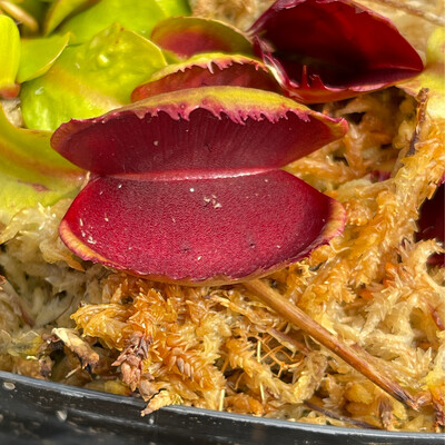 Dionaea muscipula  ‘Fused Tooth Extreme’ Venus Flytrap (small)