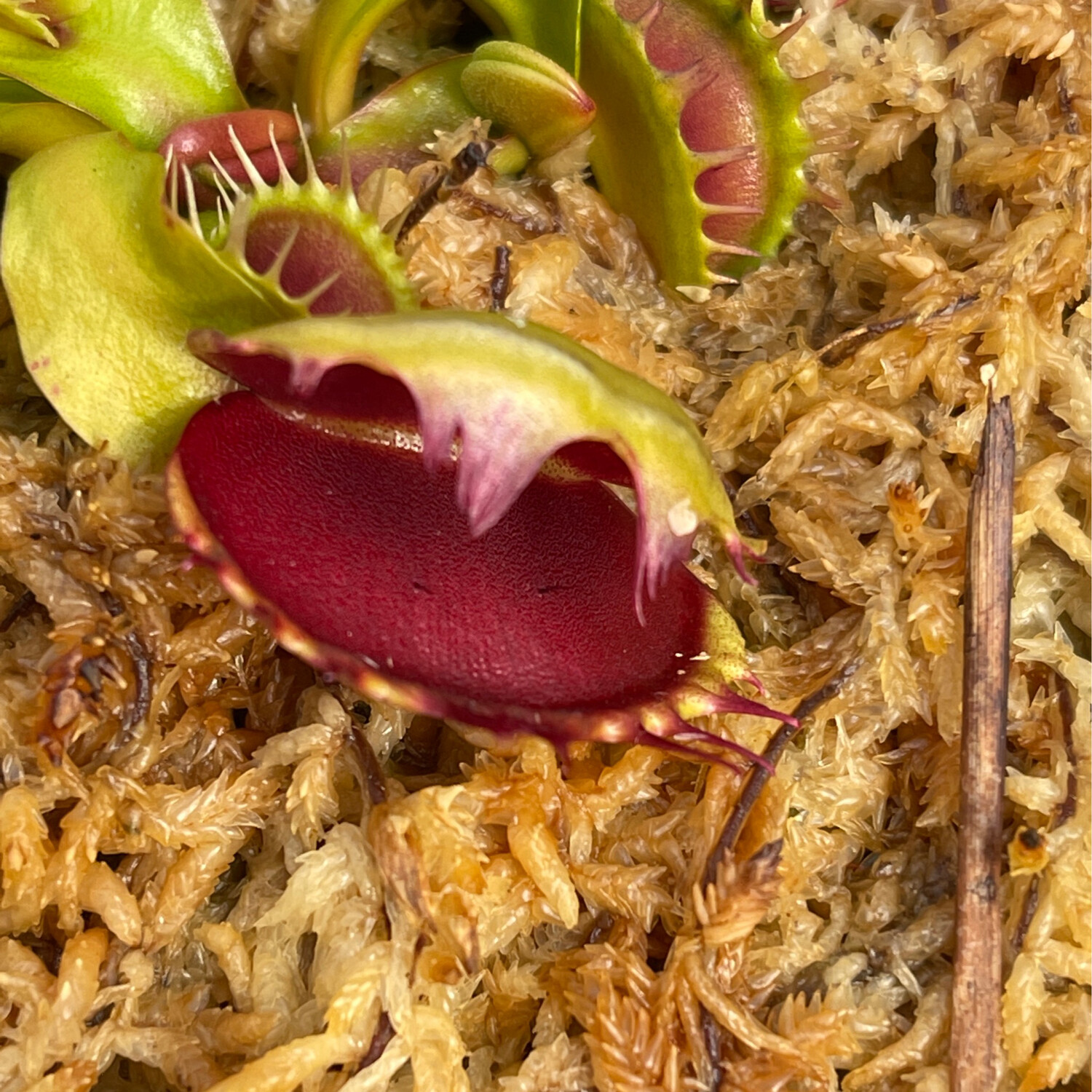 Dionaea muscipula ‘Fused Tooth Extreme’ Venus Flytrap (small)