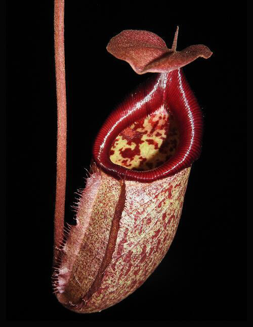 Nepenthes rajah x robcantleyi BE-4019 Small