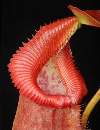 Nepenthes villosa X robcantleyi BE-4079