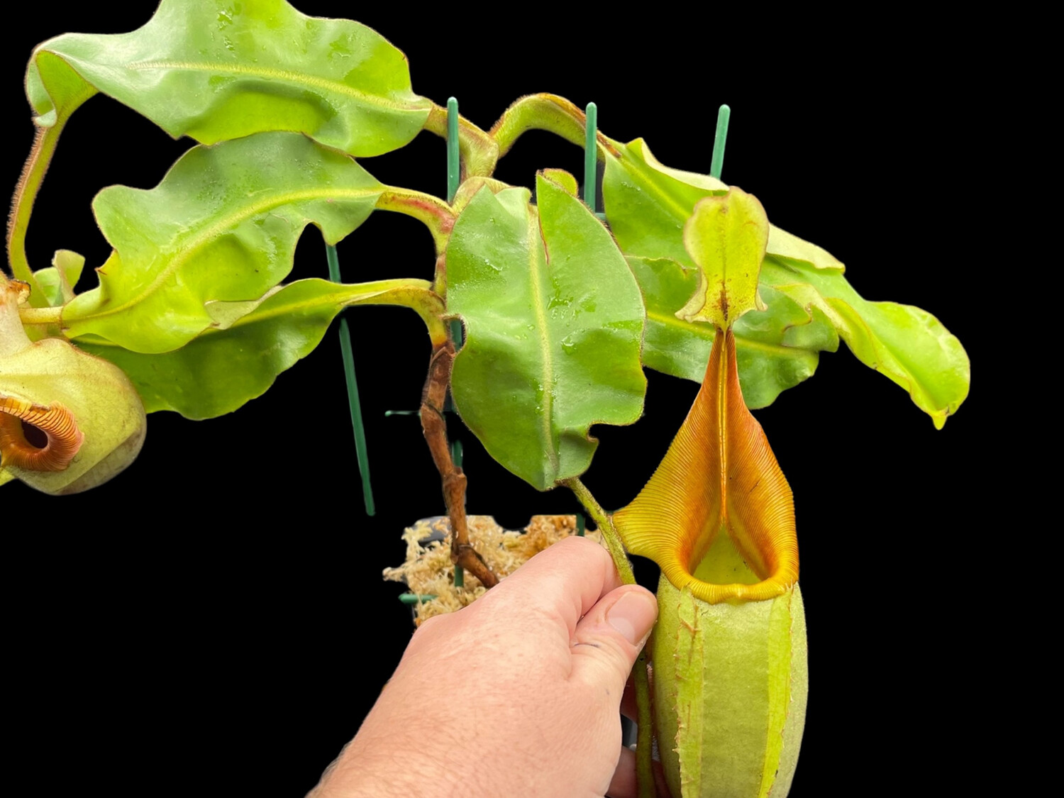 Nepenthes veitchii BE-4087 Mega Sale!!