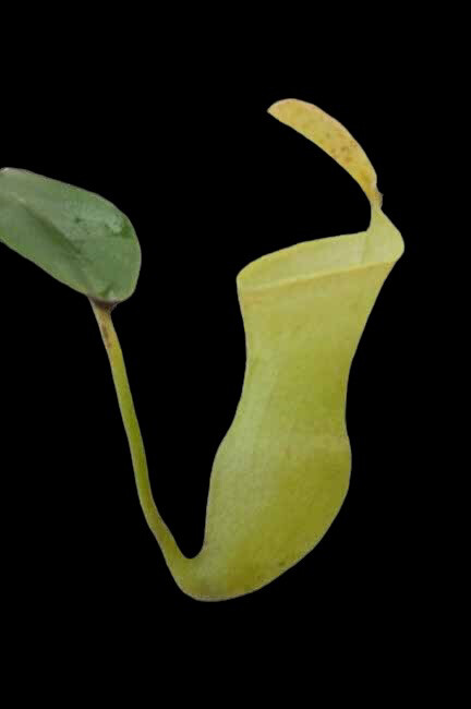 Nepenthes campanulata BE