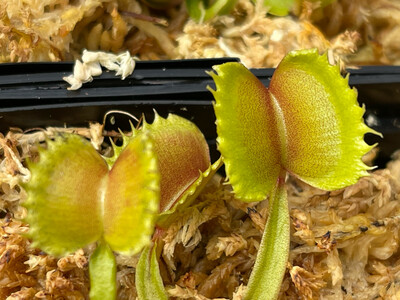Dionaea muscipula  “Giant Werewolf “Venus Flytrap (small)