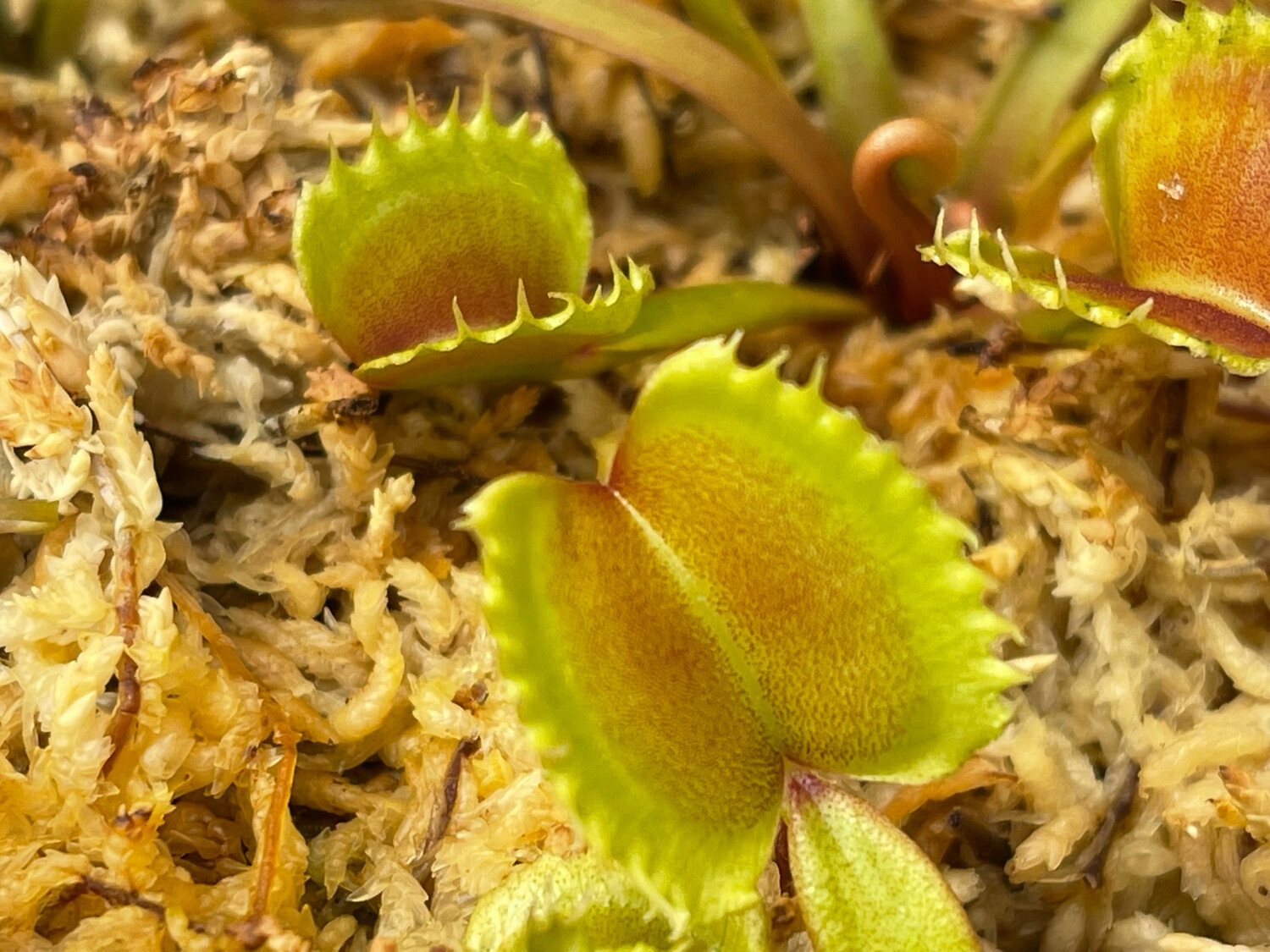 Dionaea muscipula  “Giant Werewolf “Venus Flytrap (small)