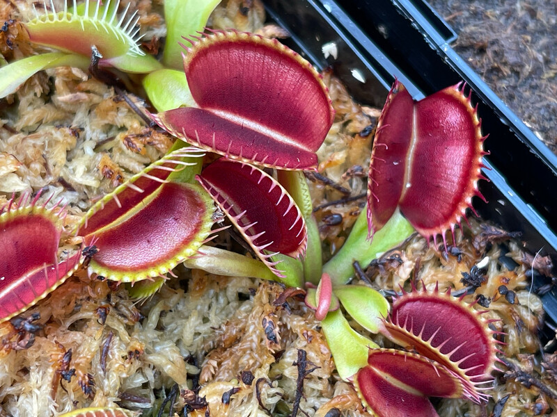 DIONAEA MUSCIPULA (VENUS FLYTRAPS) FOR SALE